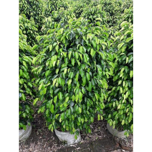 Ficus Plant - Shelf Life: 3 To 7 Years