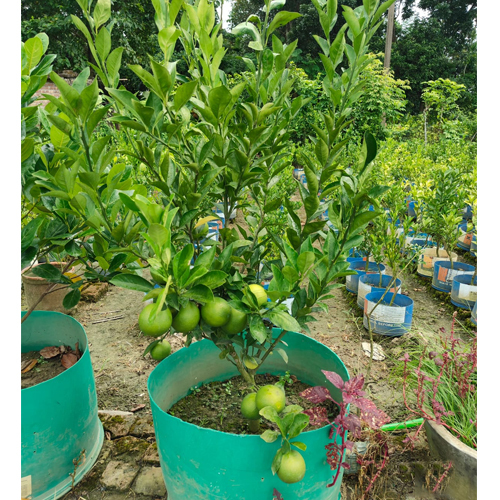 Malta Musumbe Lemon Plant - Shelf Life: 5 To 12 Years