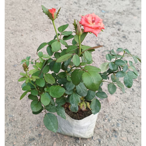 लाल गुलाब का पौधा
