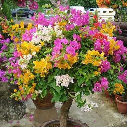 Boganvallia Plant