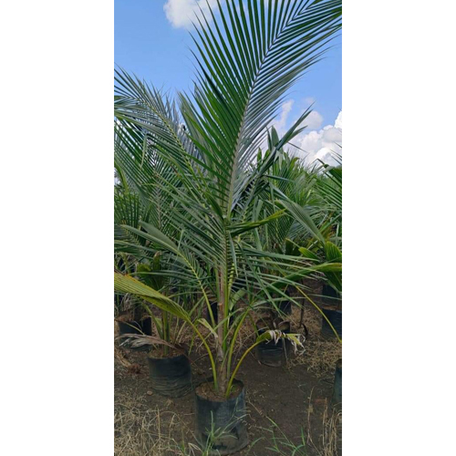 Coconut Tree