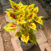 Colish Hage Plant - Shelf Life: 5 To 12 Years