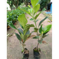 Jack Fruit Plant