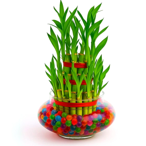 Lucky Bamboo Plant