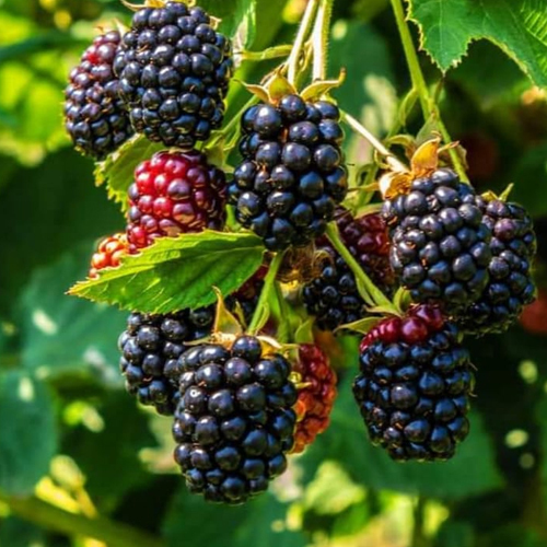 Blackberry Plant