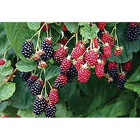Blackberry Plant