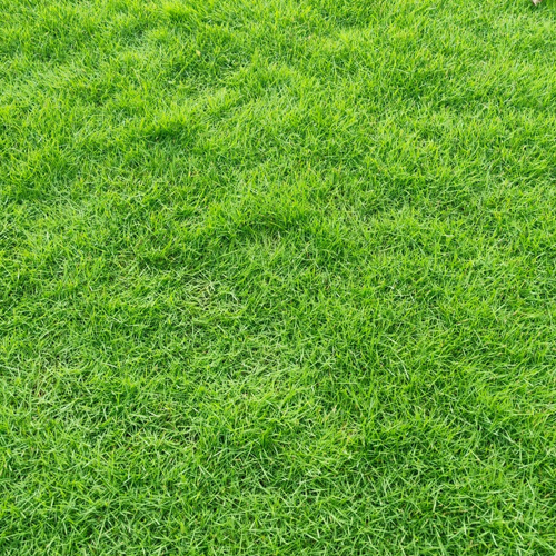 Natrual Grass Manufacturer - Color: Different Available