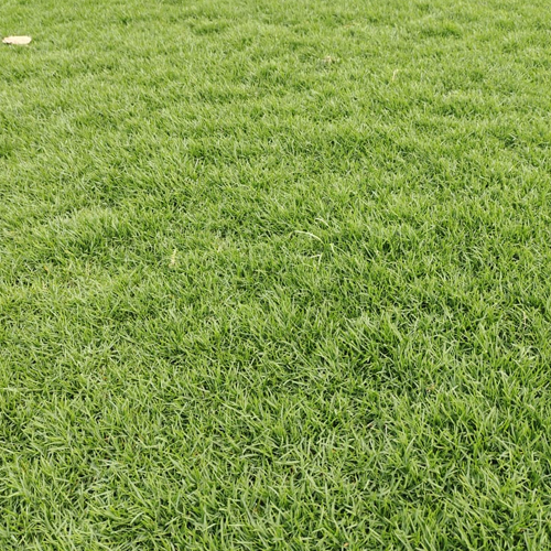 Natrual Grass Manufacturer