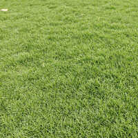 Natrual Grass Manufacturer