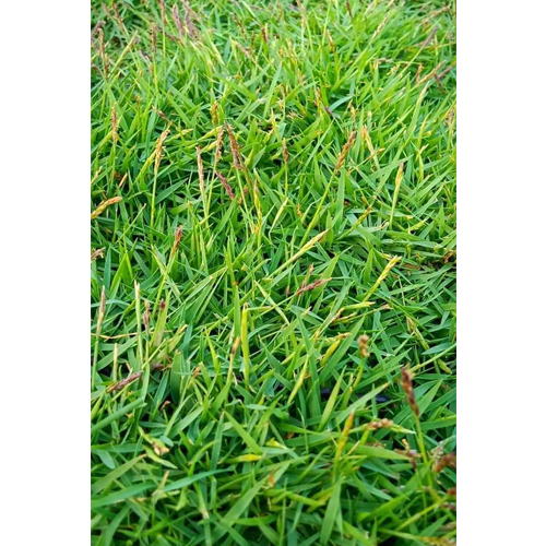 Natrual Grass Manufacturer