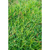 Natrual Grass Manufacturer