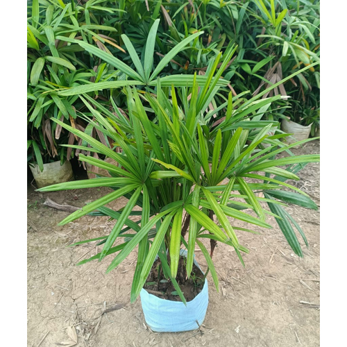 Rabish Palm Plant