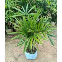 Rabish Palm Plant