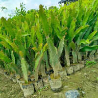 Dragon Fruit Plant - Shelf Life: 5 To 12 Years
