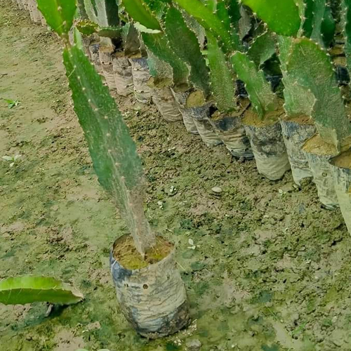Dragon Fruit Plant