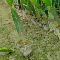 Dragon Fruit Plant