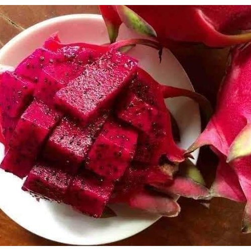 Dragon Fruit Plant