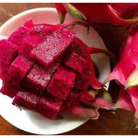 Dragon Fruit Plant