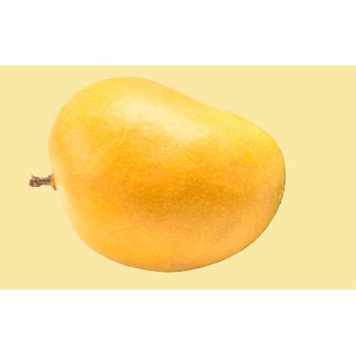 Alphonso Mango