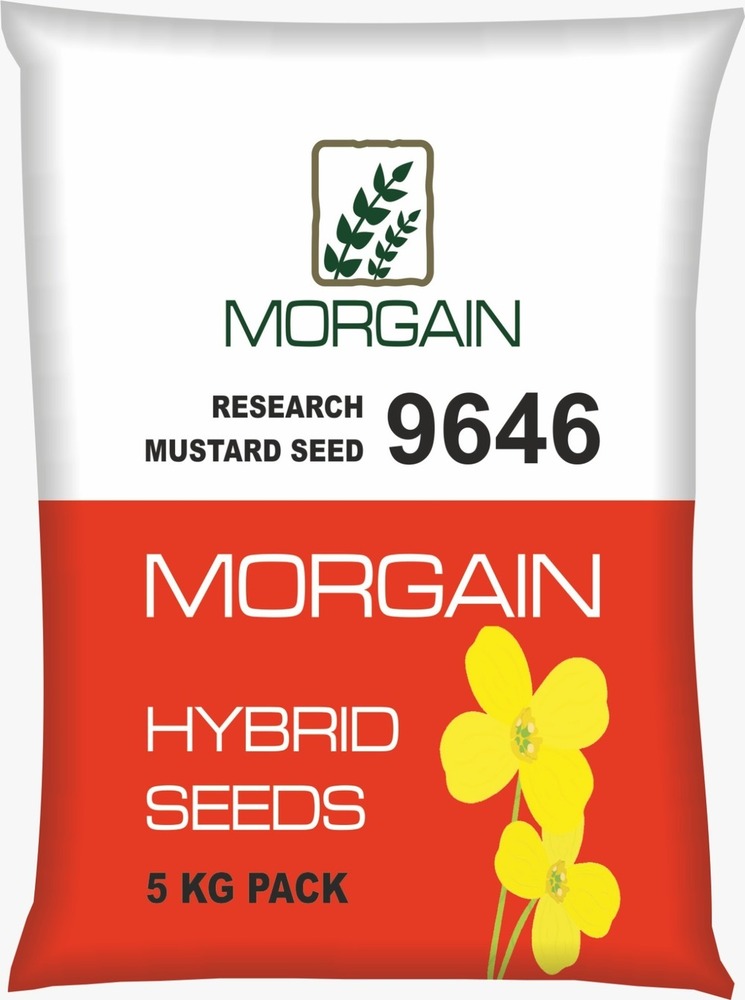 9646 Hybrid Mustard Seed - Cultivation Type: Common
