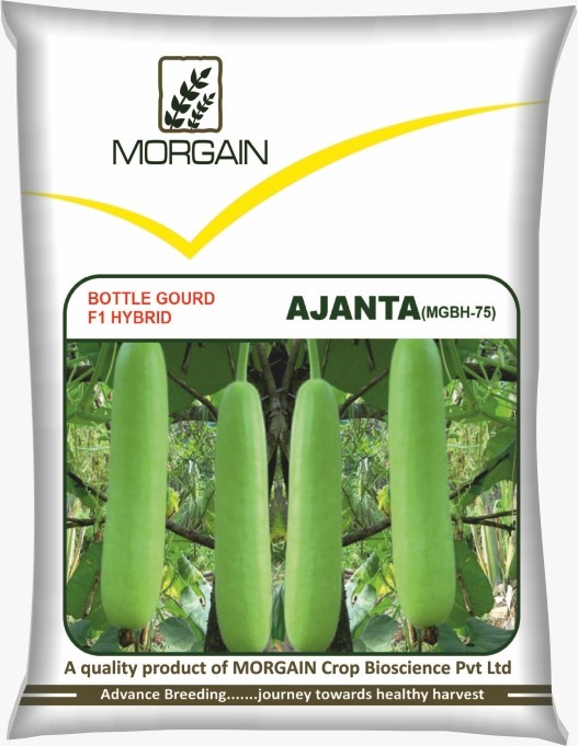Ajanta Mgbh-75 F1 Hybrid Bottle Gourd Seed - Cultivation Type: Common