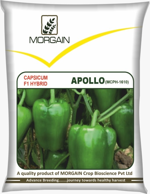 Apollo Mcph-1610 F1 Hybrid Capsicum Seed - Cultivation Type: Common