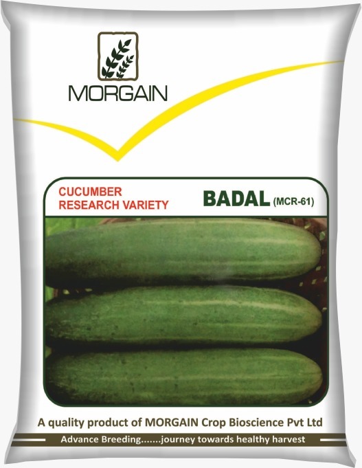 Badal Mcr-61 Cucumber Seed - Cultivation Type: Common