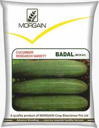 Badal MCR-61 Cucumber Seed
