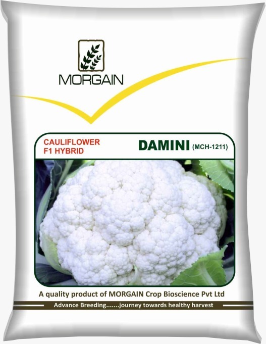 Damini Mch-1211 F1 Hybrid Cauliflower Seed - Cultivation Type: Common