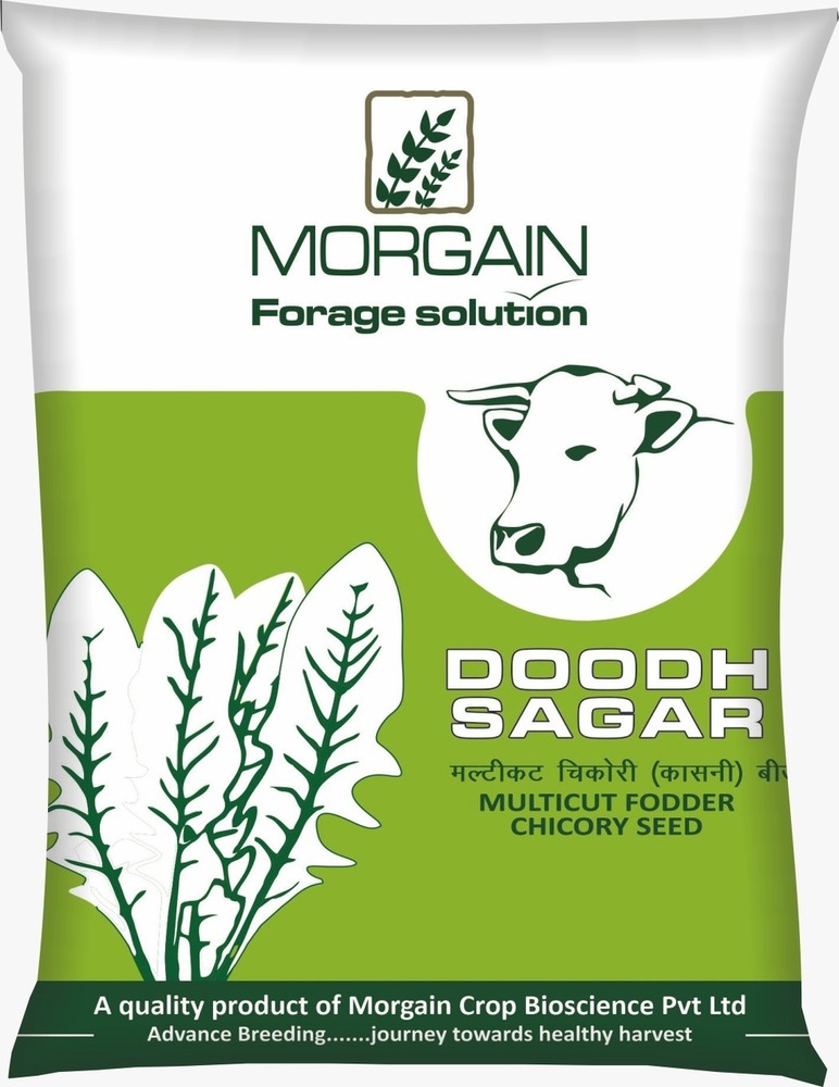 Doodh Sagar Multicut Fodder Chicory Seed Seed