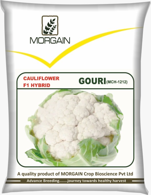 Gouri MCH-1212 F1 Hybrid Cauliflower Seed