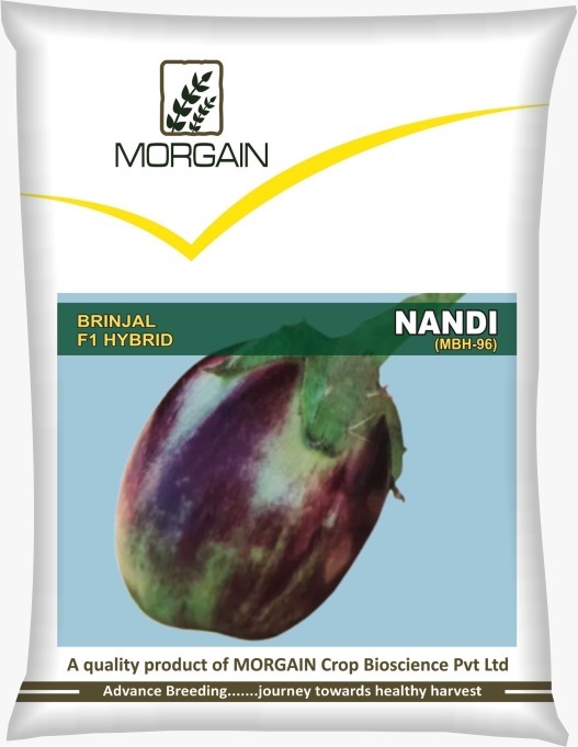 Nandi Mbh-96 F1 Hybrid Brinjal Seed - Cultivation Type: Common