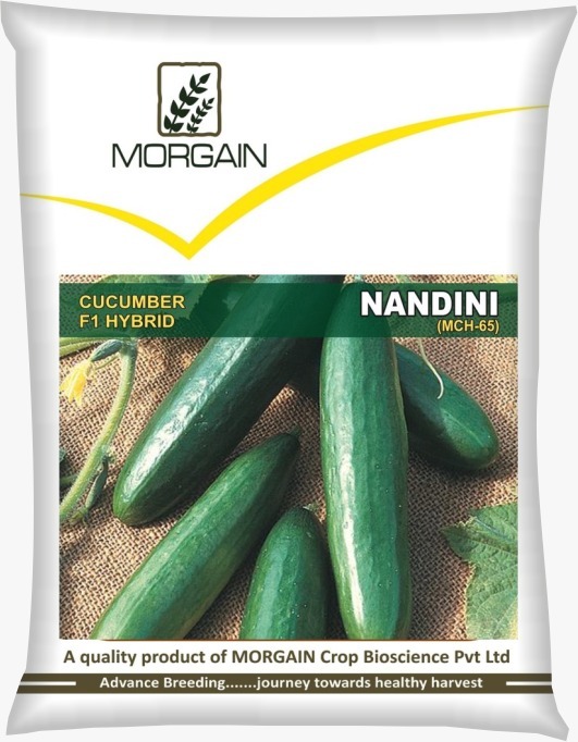 Nandini MCH-65 F1 Hybrid Cucumber Seed
