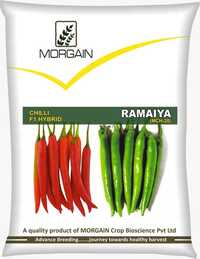 Ramaiya Mch-20 F1 Hybrid Cilli Seed - Cultivation Type: Common