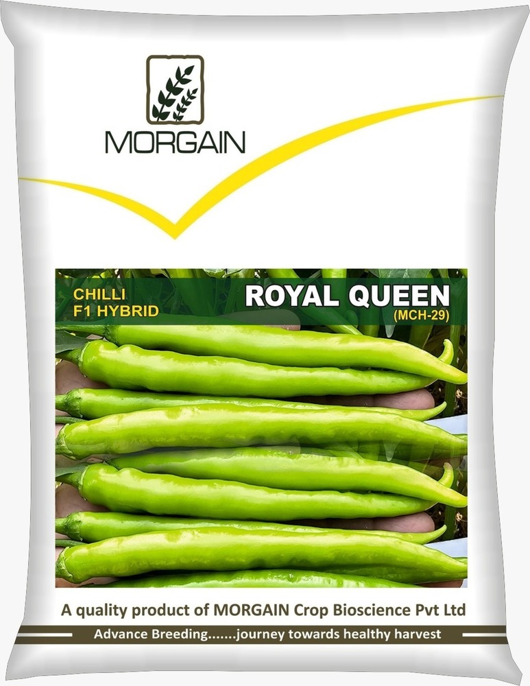 Royal Queen Mch-29 F1 Hybrid Chilli Seed - Cultivation Type: Common