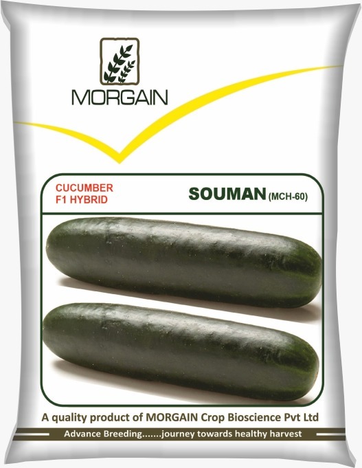 Souman MCH-60 F1 Hybrid Cucumber Seed