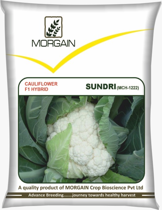 Sundri MCH-1222 F1 Hybrid Cauliflower Seed