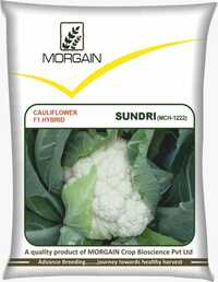 Sundri Mch-1222 F1 Hybrid Cauliflower Seed - Cultivation Type: Common