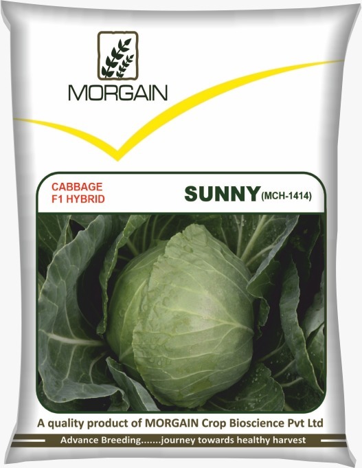 Sunny MCH-1414 F1 Hybrid Cabbage Seed