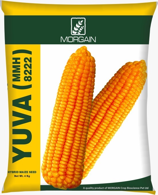 Yuva Mmh-8222 Hybrid Maize Seed - Cultivation Type: Common