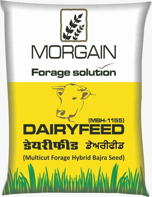Dairy Feed Mbh-1155 Multicut Forage Hybrid Bajra Seed - Cultivation Type: Common