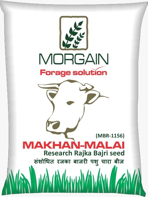 Makhan-Malai Rajka Bajri Seed - Cultivation Type: Common