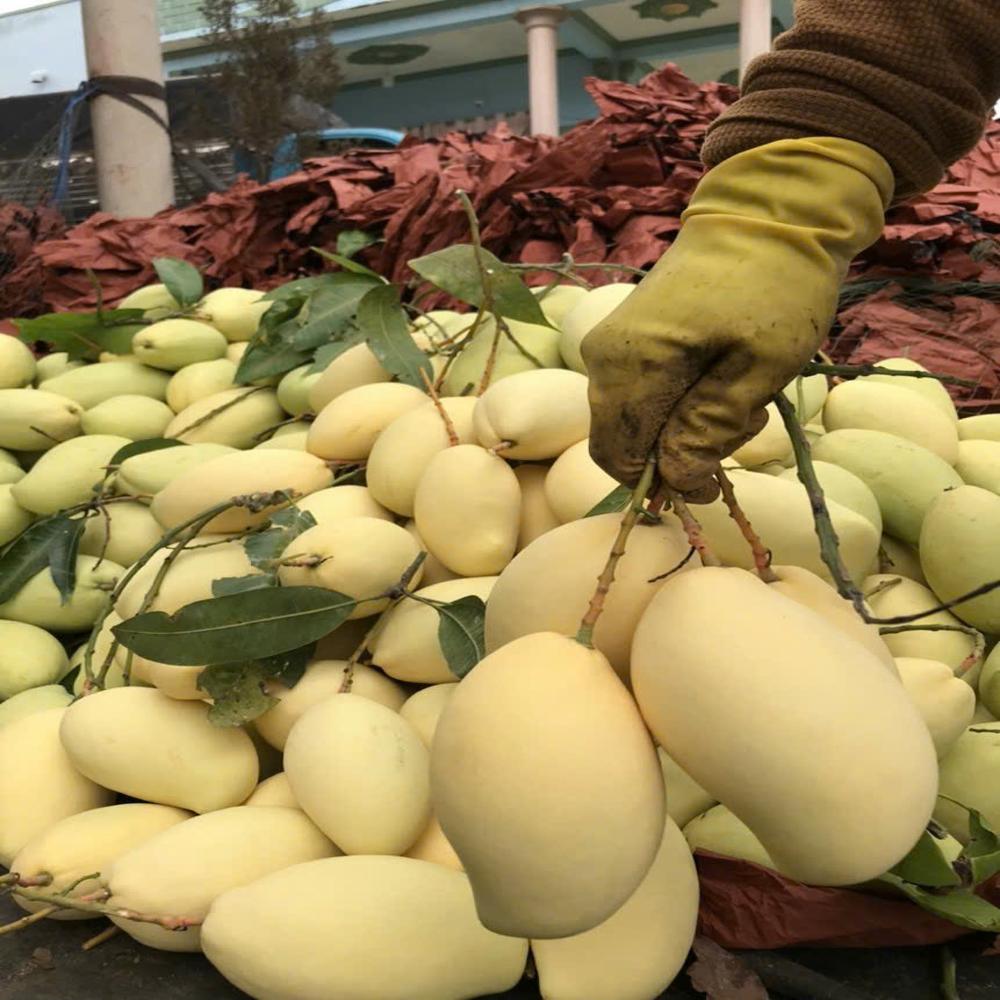 Fruit Image When The Bag Is Used - Color: Yellow