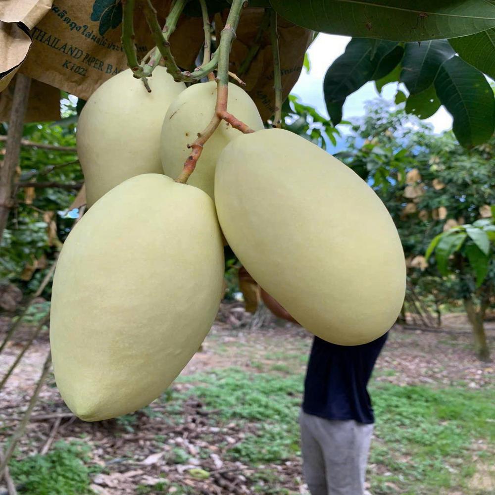 Fruit Image When The Bag Is Used - Color: Yellow