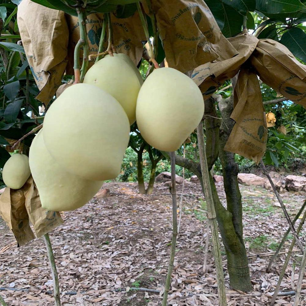 Fruit Image When The Bag Is Used - Color: Yellow