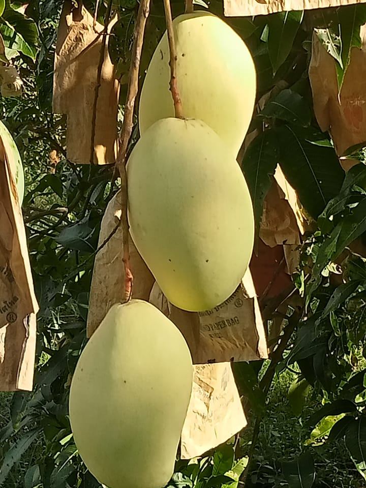 Fruit Image When The Bag Is Used - Color: Yellow