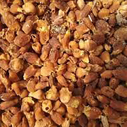 Dehydrated Mahua Flower - Cultivation Type: Common