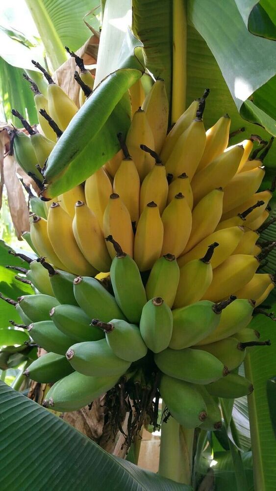 Natural Fresh Banana - Color: Yellow