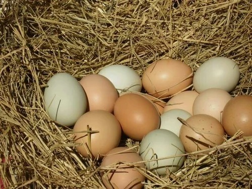 Farm Fresh Eggs - Egg Origin: Chicken