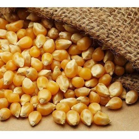 Yellow Maize Seeds - Grade: Food Grade